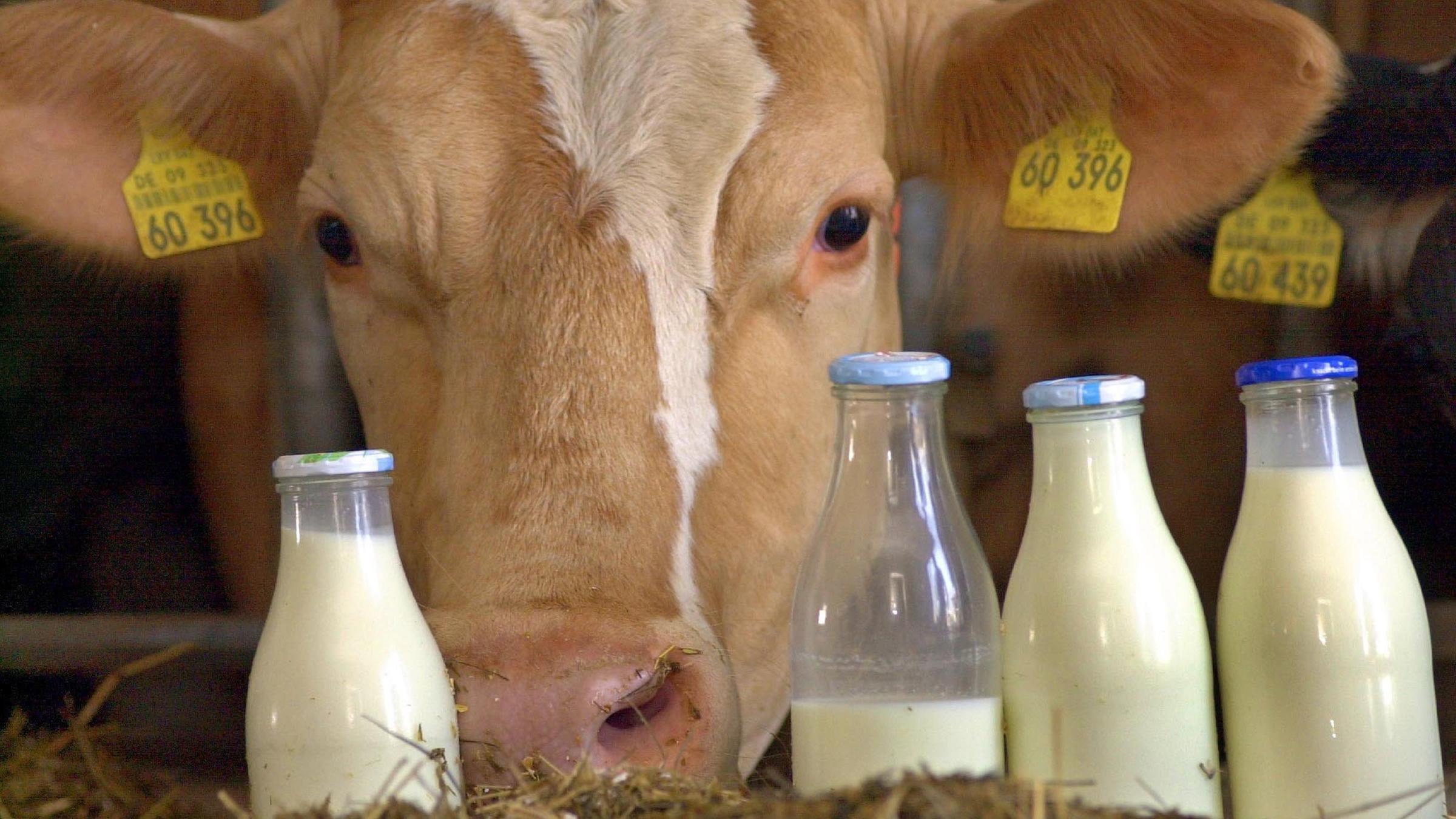 Eine Kuh schaut hinter vier mit Milch gefüllten Flaschen hervor. Archivbild