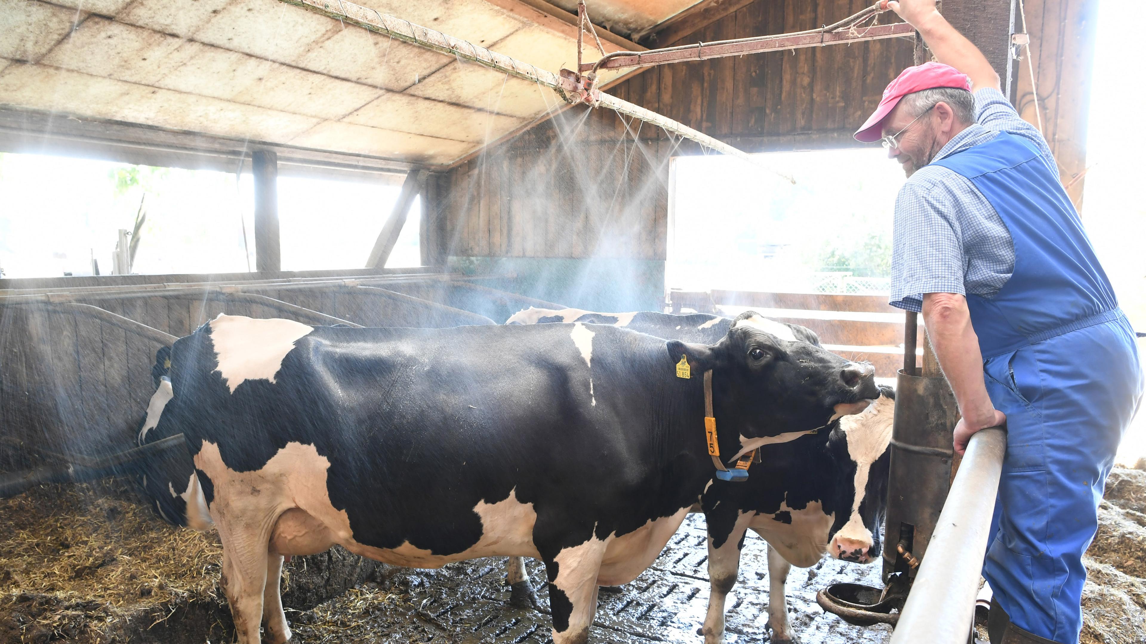 Niedersachsen, Wahrenholz: Milchbauer Helmut Evers schaltet eine Kuhdusche in seinem Kuhstall an. Archivbild