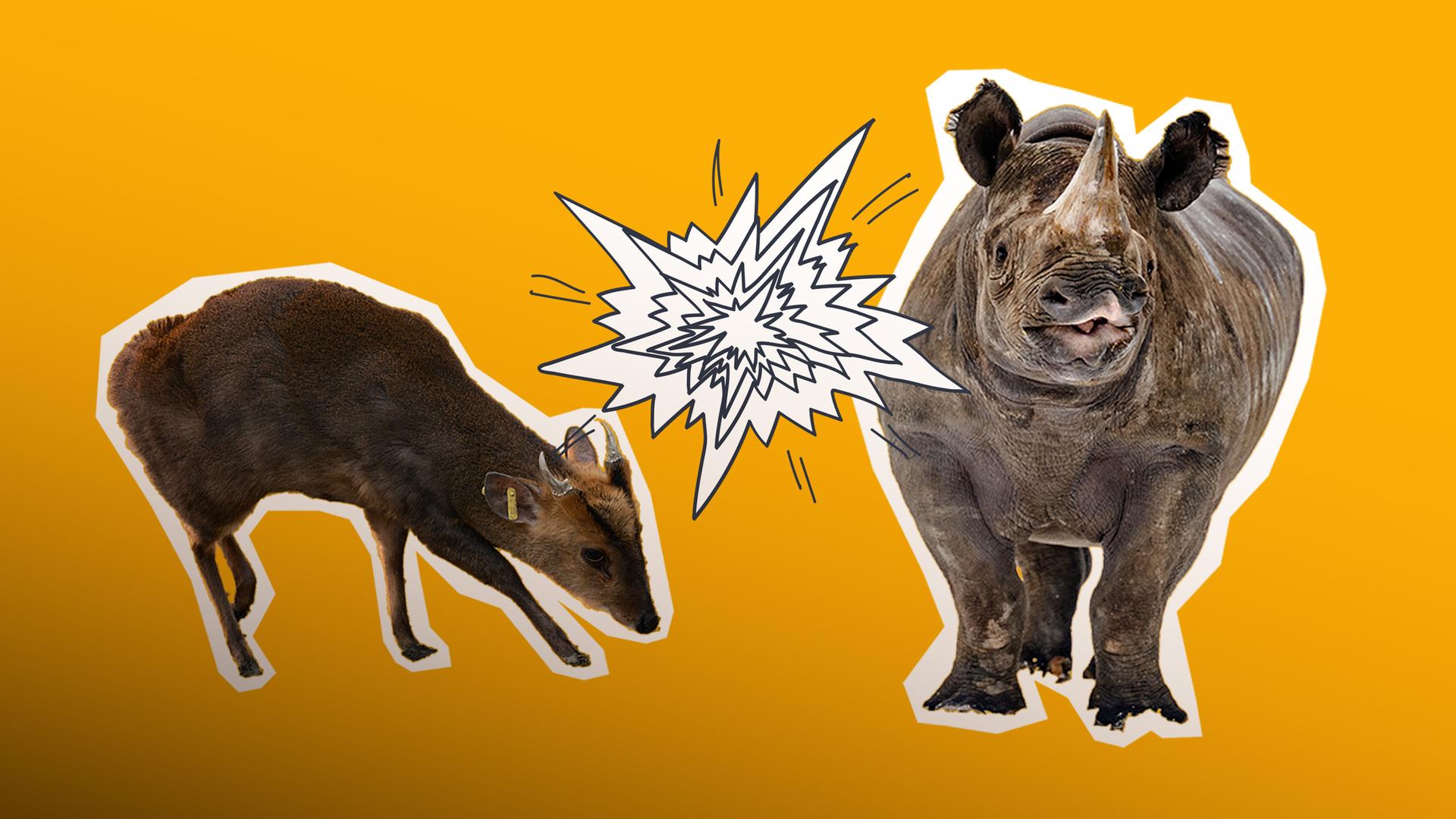 Ein Minihirsch und ein Nashorn sind zu sehen. Daneben eine Zeichnung die aussieht wie ein Knall.