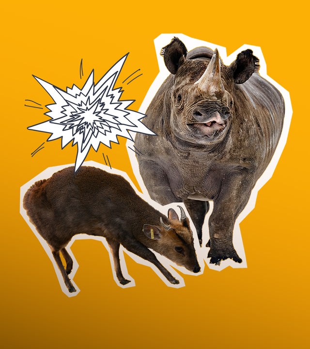 Ein Minihirsch und ein Nashorn sind zu sehen. Daneben eine Zeichnung die aussieht wie ein Knall.