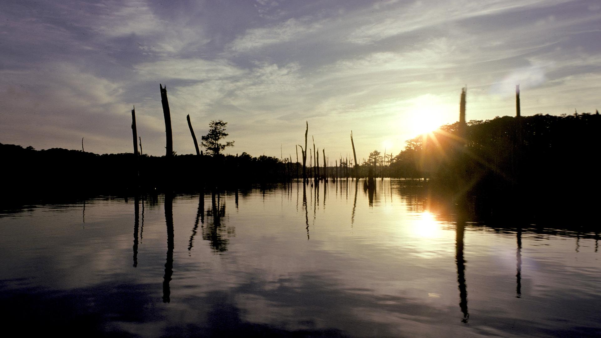 Mississippi-Sümpfe
