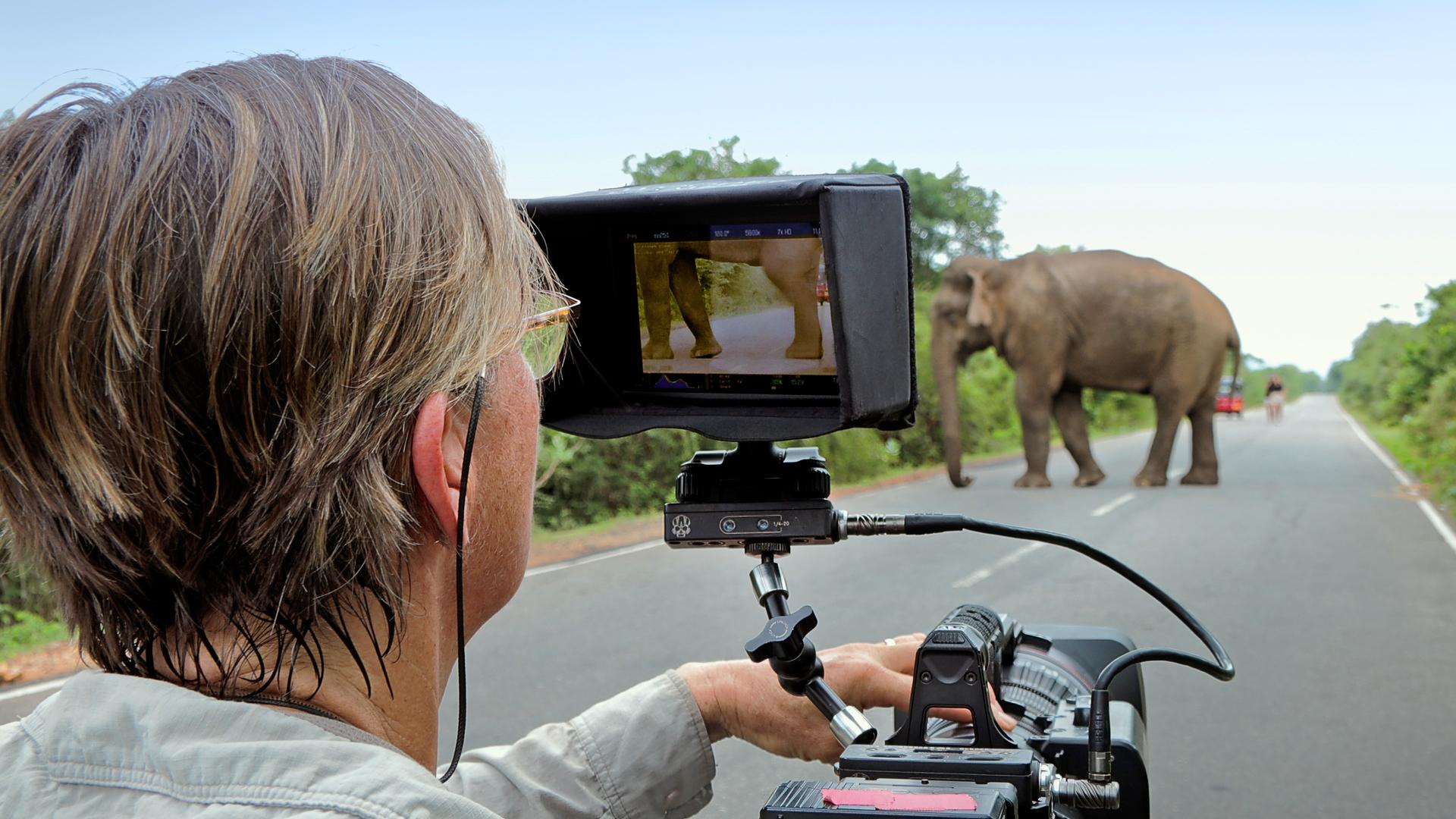 Kameramann mit Elefant auf Straße