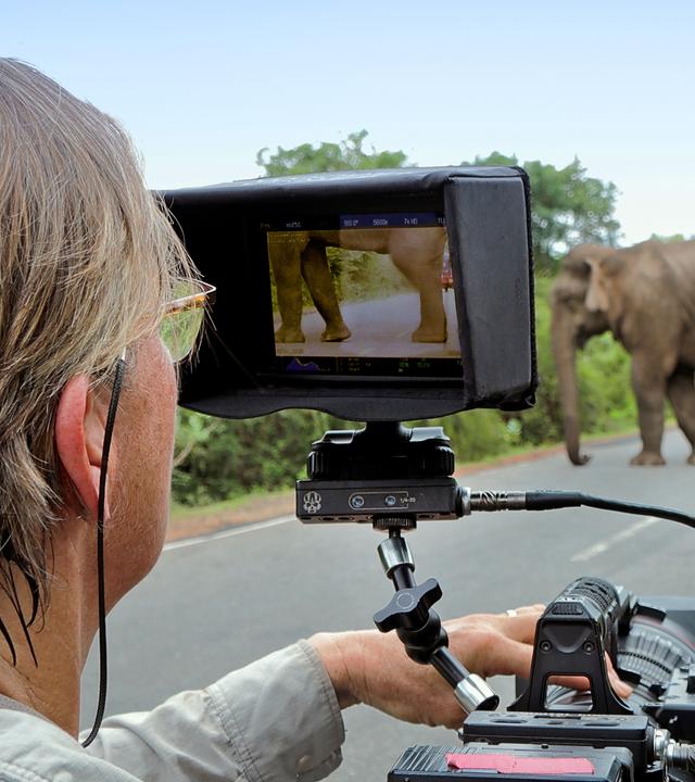 Kameramann mit Elefant auf Straße