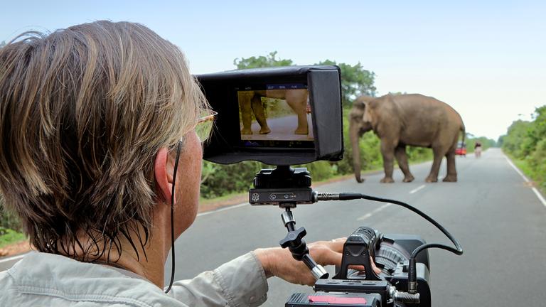 Kameramann mit Elefant auf Straße