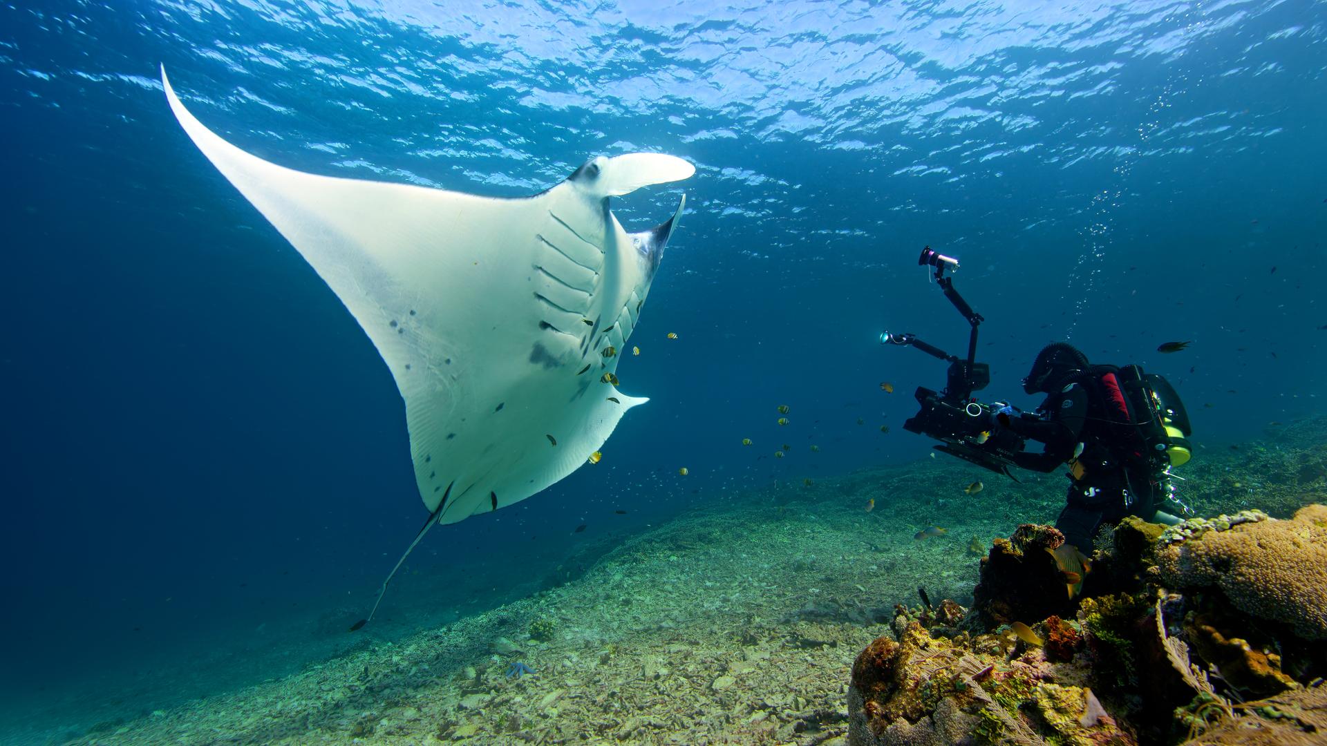 Kameramann unter Wasser mit Manta