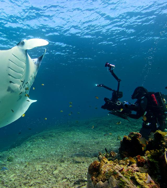 Kameramann unter Wasser mit Manta
