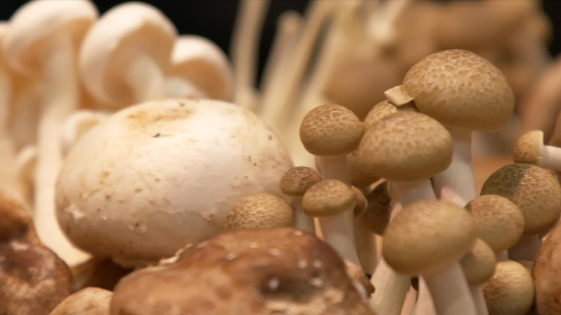 moma future: Pilze als Fleischersatz
