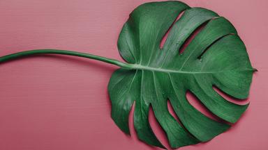 Monstera