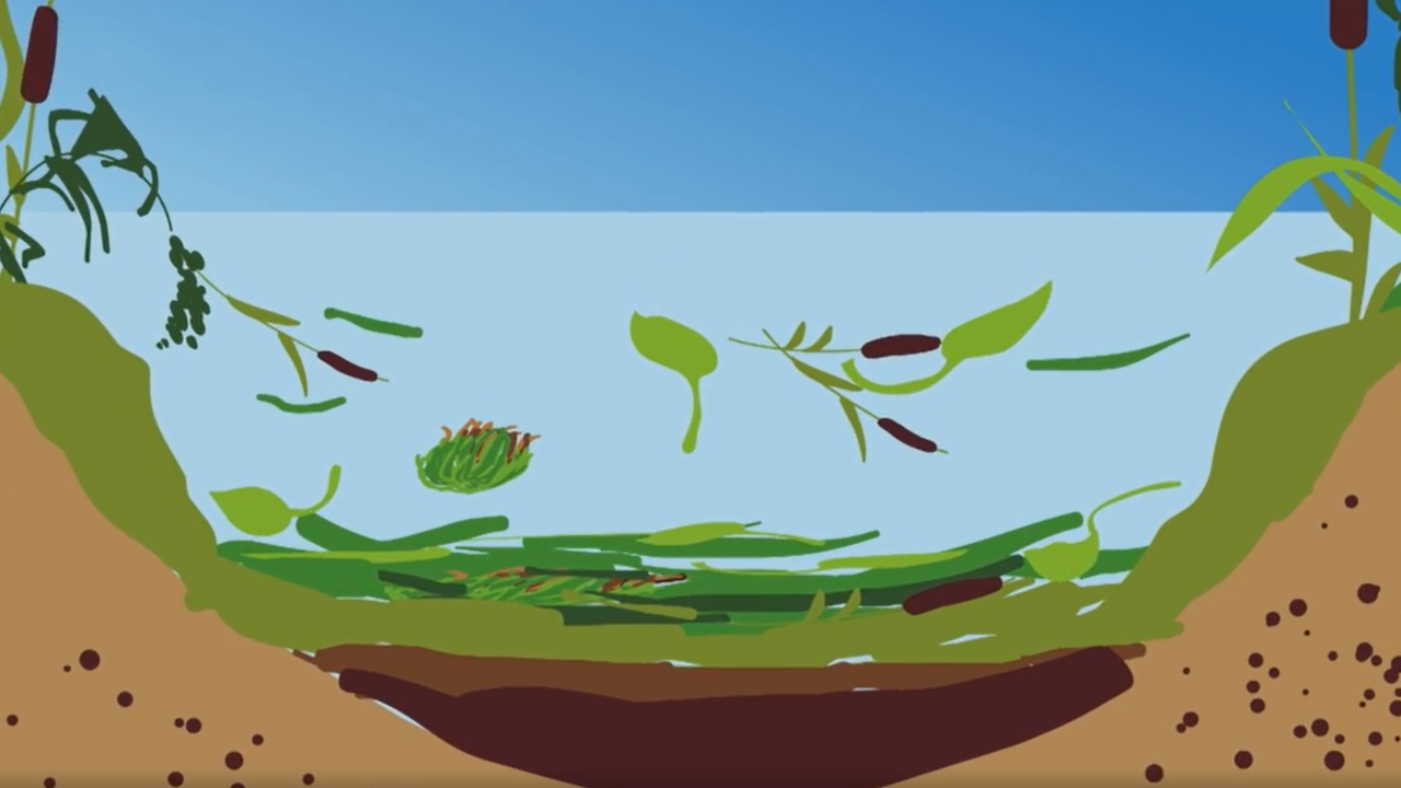 Animation: Moorentstehung