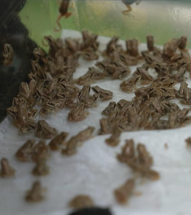 Viele kleine Moorfrösche in einem Behälter