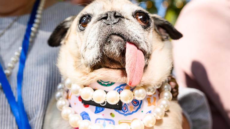 Jinny Lu, eine aus dem Tierheim gerettete Mopsdame, bereitet sich auf die Teilnahme am World's Ugliest Dog Contest auf der Sonoma County Fair vor.