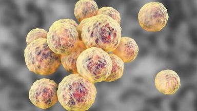 MRSA-Bakterien Grafik