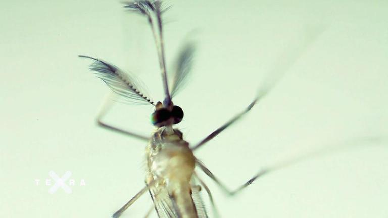 nah ran! Wie wird die Mücke zur Mücke? ZDFmediathek