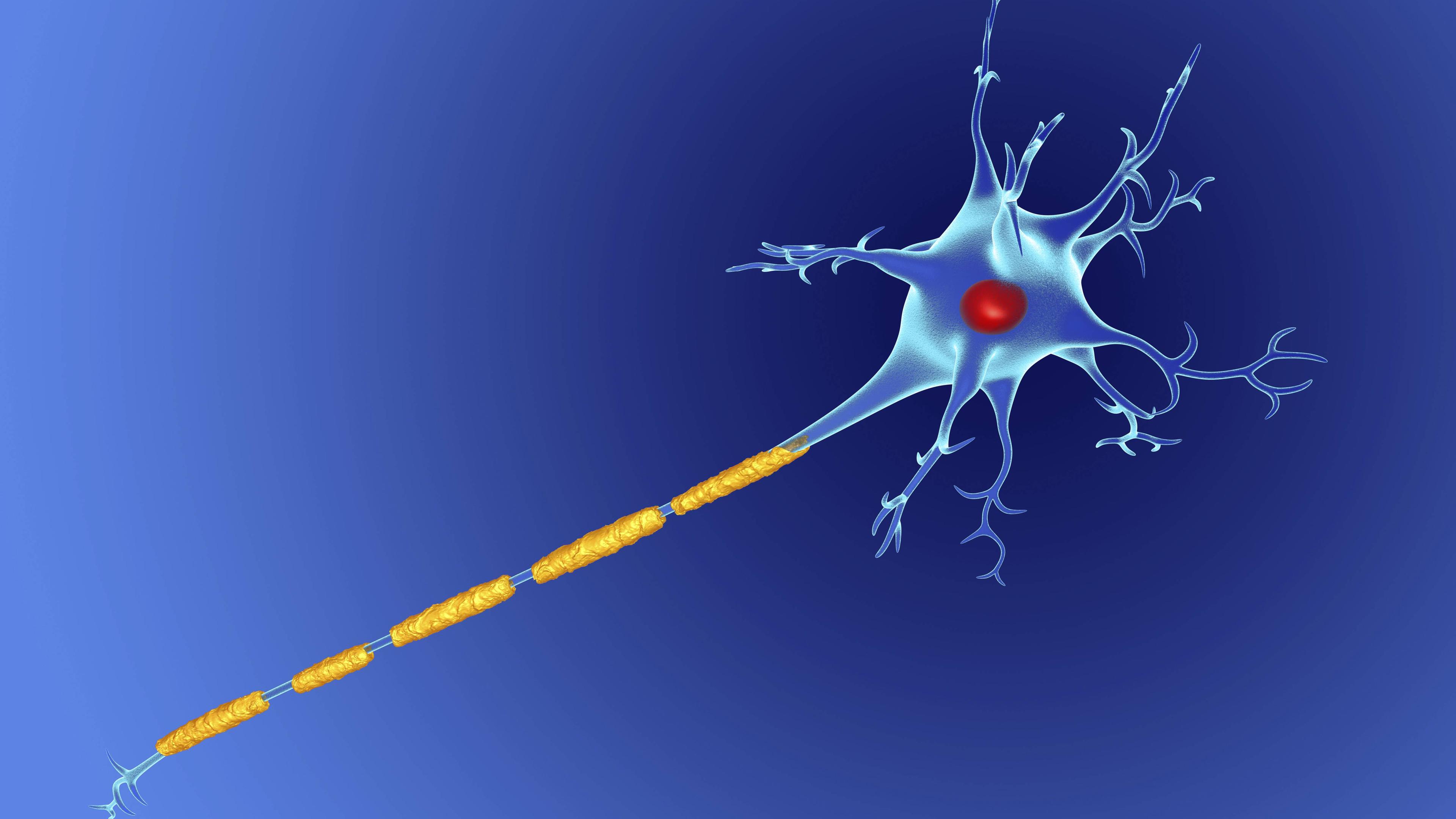Grafische Darstellung einer Nervenfaser mit Hülle aus Myelin.