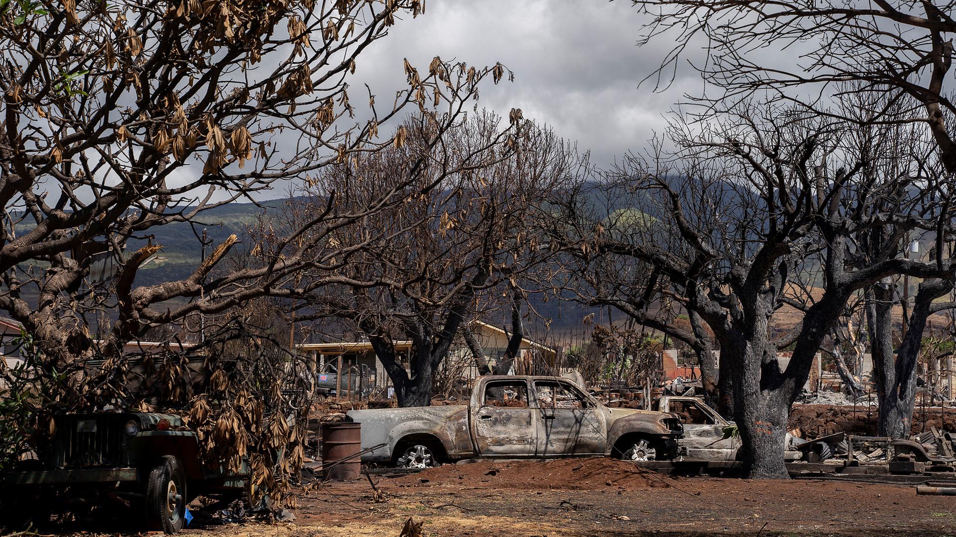 Verkohlte Bäume und ausgebrannte Autos in der Malo Street in Lahaina auf Maui, aufgenommen am 25.09.2023