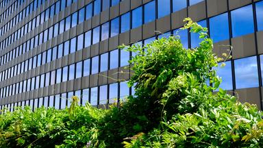 Die Fassade des ZDF-Hochhauses mit spiegelnden Glasfenstern erstreckt sich im Hintergrund, während im Vordergrund dichtes, grünes Blattwerk in die Höhe wächst. Die Kombination aus moderner Architektur und Pflanzen verweist auf das Nachhaltigkeitsengagement des Unternehmens.