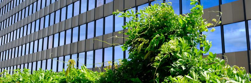 Die Fassade des ZDF-Hochhauses mit spiegelnden Glasfenstern erstreckt sich im Hintergrund, während im Vordergrund dichtes, grünes Blattwerk in die Höhe wächst. Die Kombination aus moderner Architektur und Pflanzen verweist auf das Nachhaltigkeitsengagement des Unternehmens.