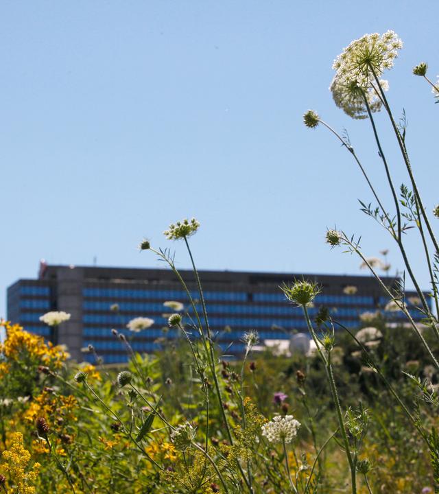 Typical Titelbild ZDF-Entsprechenserklärung 2024: Blumenwiese vor dem unscharft fotografierten ZDF-Hochaus auf dem Mainzer Lerchenberg