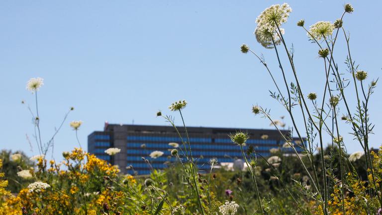 Typical Titelbild ZDF-Entsprechenserklärung 2024: Blumenwiese vor dem unscharft fotografierten ZDF-Hochaus auf dem Mainzer Lerchenberg