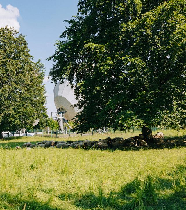 Typical für die ZDF-Entsprechenserklärung Bereich Umwelt: Ein Baum mit einer Satellitenschüssel im Feld dahinter