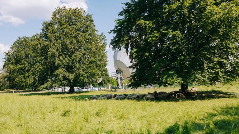 Typical für die ZDF-Entsprechenserklärung Bereich Umwelt: Ein Baum mit einer Satellitenschüssel im Feld dahinter