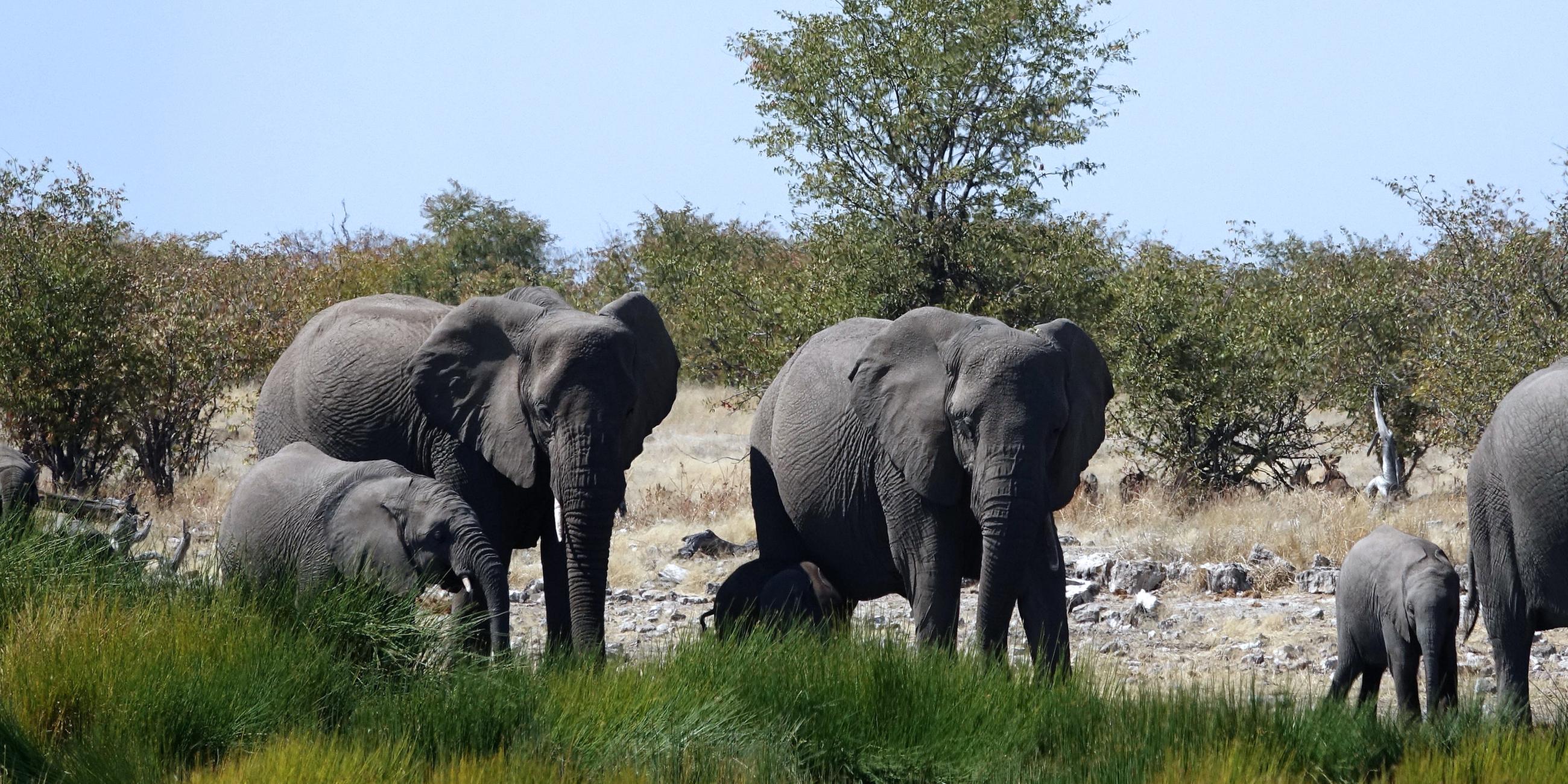 Elefanten im Etosha Nationalpark, Namibia