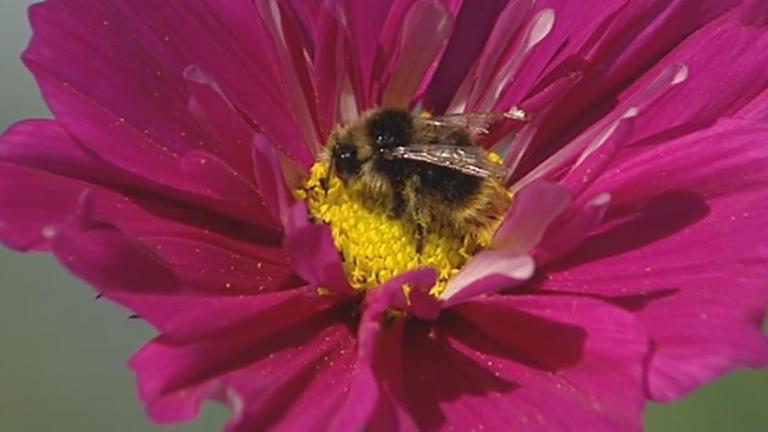 Biene sitzt auf einer pinken Blume