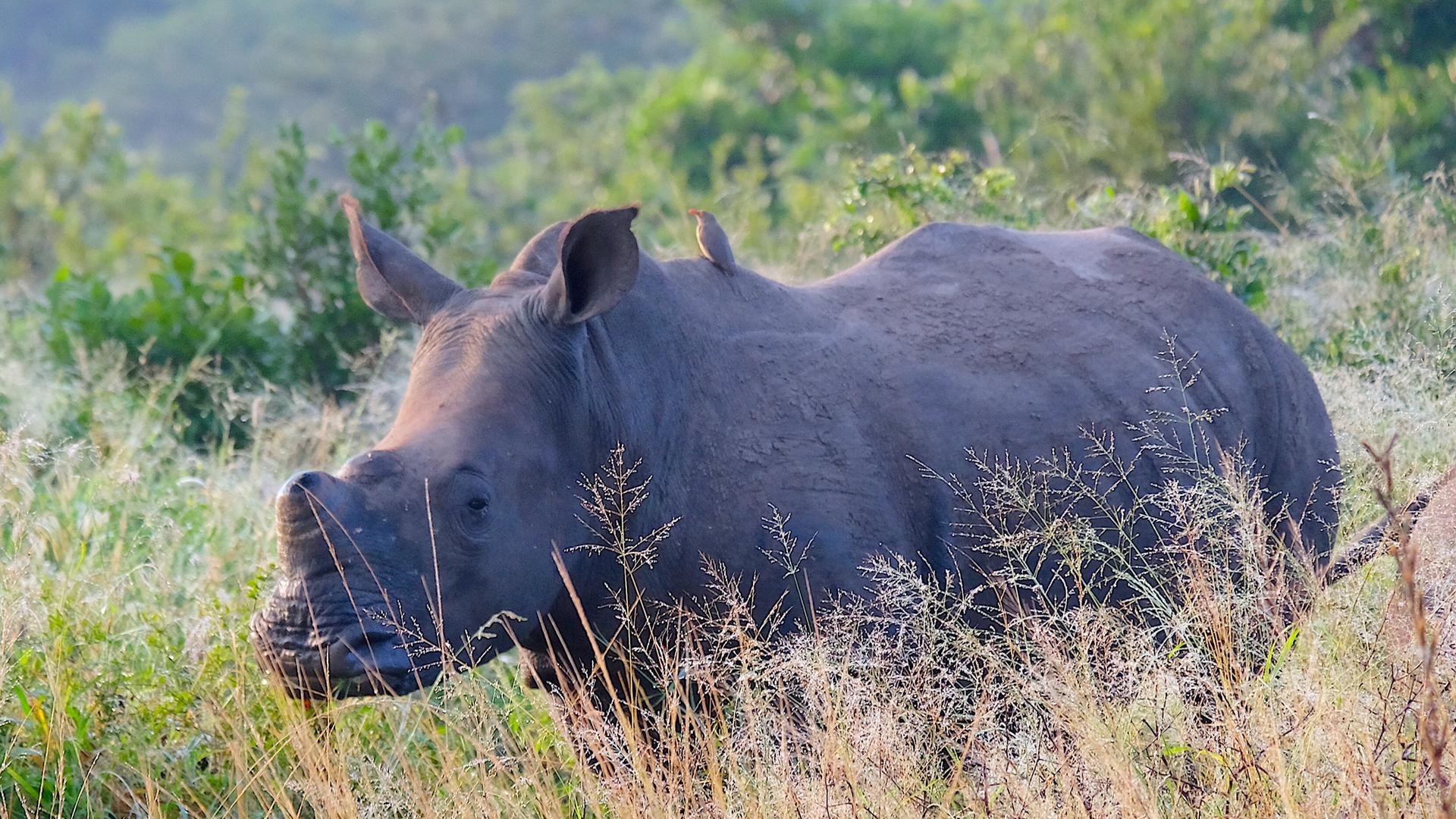 Ein enthorntes Breitmaulnashorn steht im feuchten Gras einer grünen Savanne, auf seinem Rücken sitzen zwei kleine Vögel.