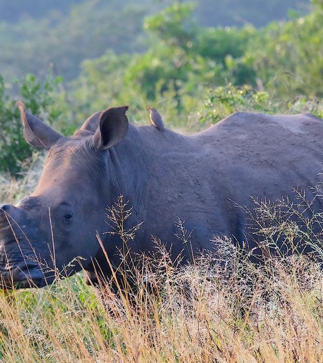 Ein enthorntes Breitmaulnashorn steht im feuchten Gras einer grünen Savanne, auf seinem Rücken sitzen zwei kleine Vögel.