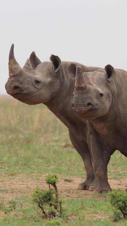 Zwei Nashörner stehen im Grasland.