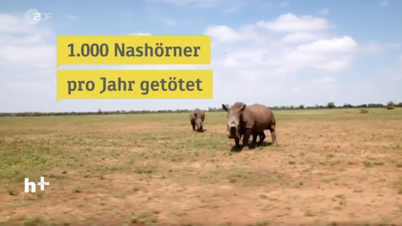 nashorn-hep