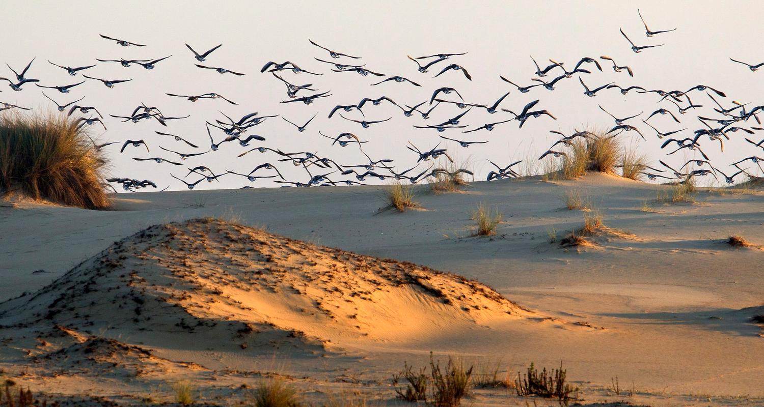 Entenschwarm über Dünen im Nationalpark Doñana