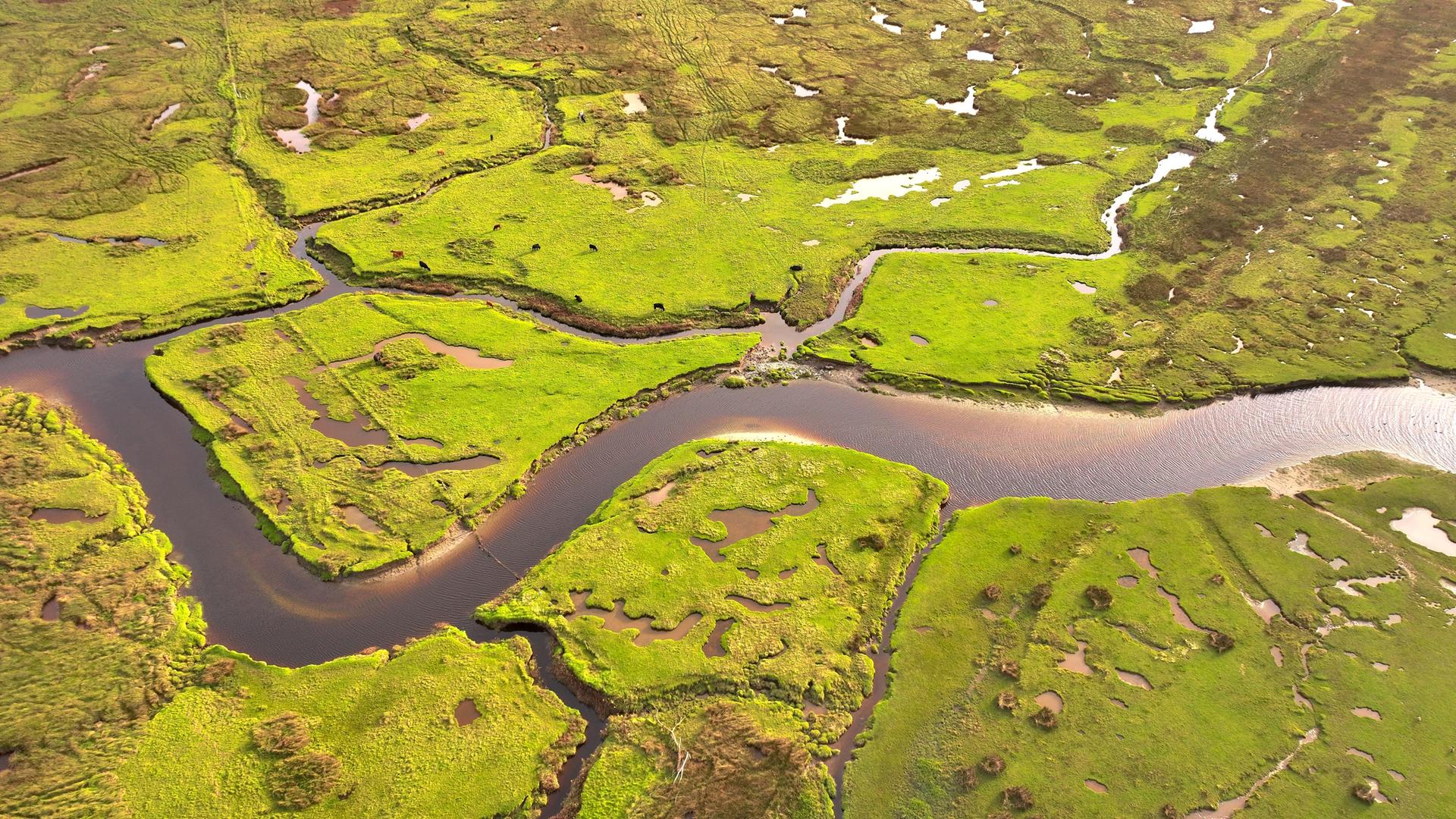 Luftbild: Eine grüne Landschaft wird von Flussarmen durchzogen.