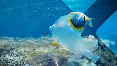 Fisch im Wasser mit Müllplastiktüte