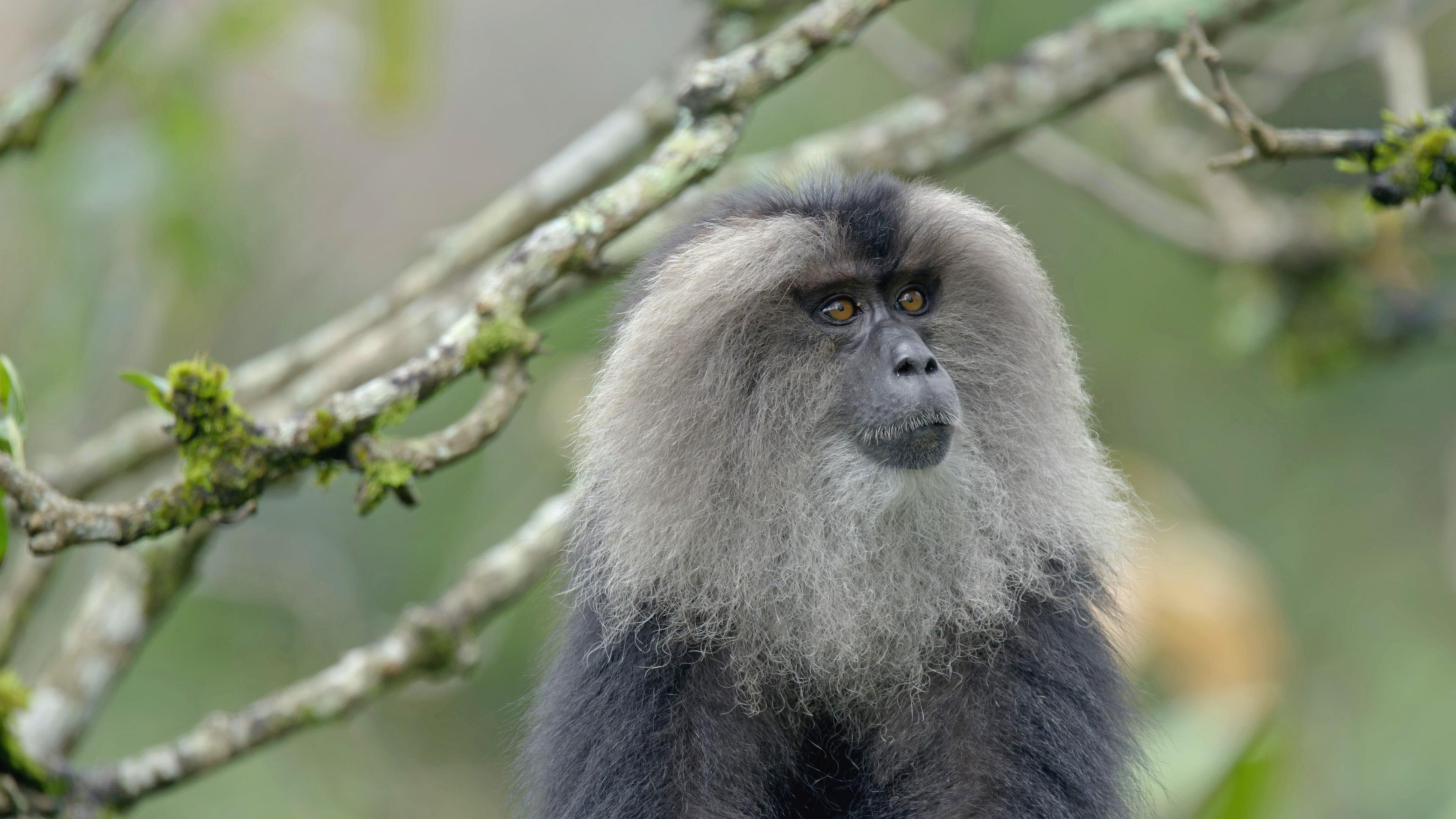 "Naturparadies: Indien - Die Letzten ihrer Art": Bartaffe im Portrait unter kahlen Ästen.