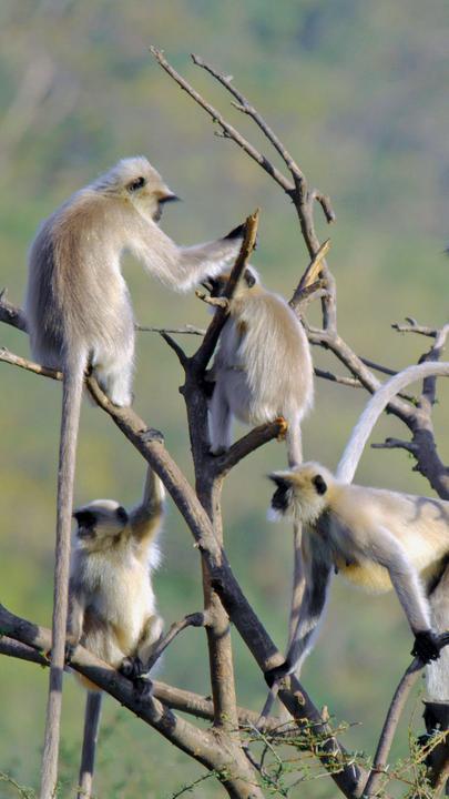 "Naturparadies: Indien - Die Letzten ihrer Art": Ein kahler Baum voller Affen.