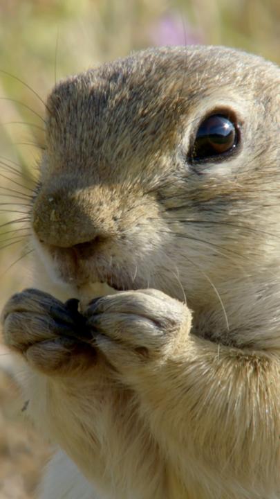 "Naturparadies: Türkei - Von Braunbären, Wölfen und Gänsegeiern": Ein Ziesel, ein kleines Nagetier, hält Futter in den Vorderpfoten und frisst.