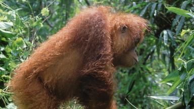 Zdfinfo - Naturparadiese Am äquator: Borneo Und Sumatra