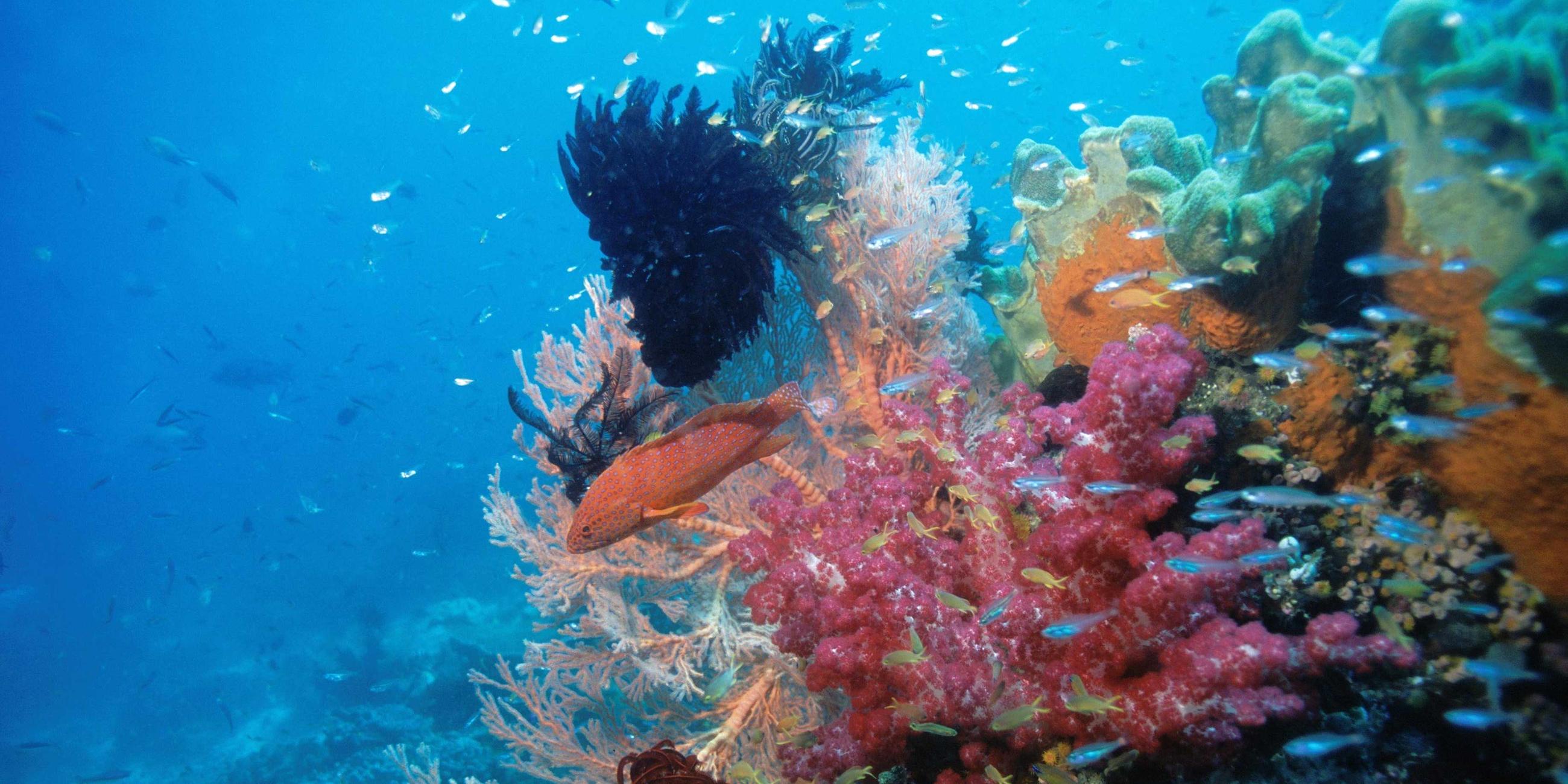  Korallen und ein rötlicher, hell gepunkteter Fisch.