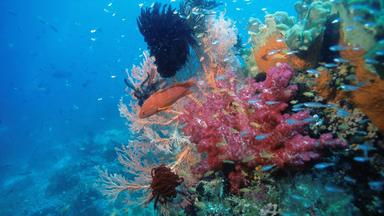 Zdfinfo - Naturparadiese Am äquator: Pazifische Korallengärten