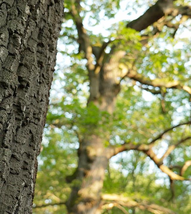 Das Bild zeigt einen Wald mit mehreren Bäumen, wobei der Fokus auf der Rinde eines großen Baumes im Vordergrund liegt. Die Rinde hat eine raue Textur mit tiefen, unregelmäßigen Rillen und einer dunkelbraunen Farbe. Im Hintergrund sind weitere Bäume sichtbar, die sich mit grünen Blättern und dickeren Ästen erstrecken. Das Laub ist hellgrün und die Sonne scheint durch die Blätter, was ein warmes Licht erzeugt. Der darunterliegende Boden ist mit Blättern und Erde bedeckt, was auf eine natürliche Umgebung hinweist. Es entsteht eine ruhige, friedliche Atmosphäre, die die Schönheit der Natur widerspiegelt.