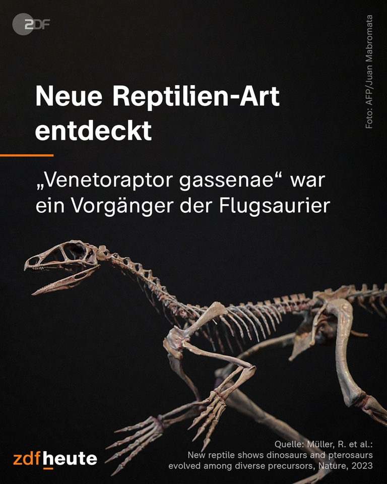 Das Skelett der neuen Reptilienart