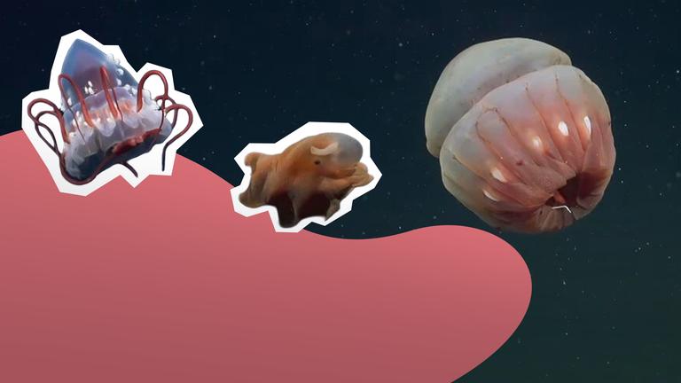 Drei Meerestiere vor einem Tiefsee-Hintergrund und eine rosfarbene Wellenform in der linken unteren Ecke