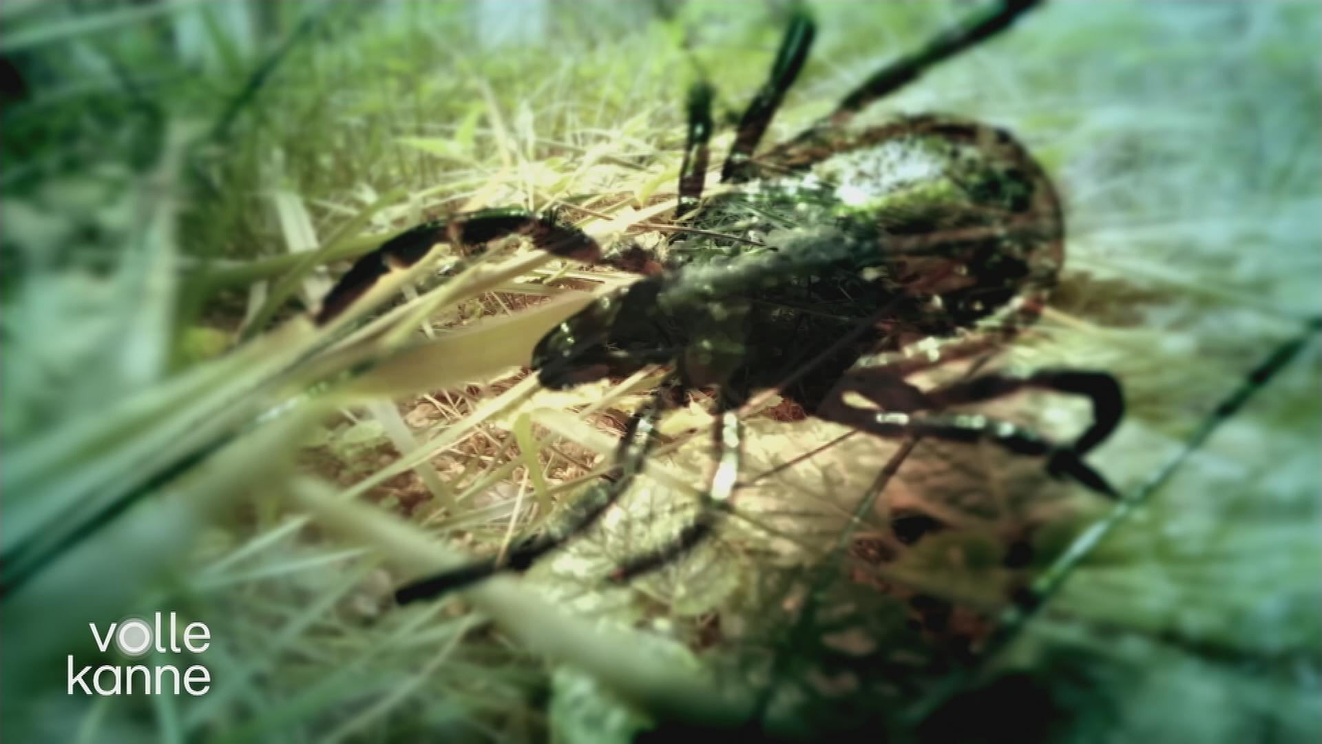 Neuroborreliose: Krank nach Zeckenbiss