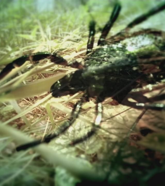 Neuroborreliose: Krank nach Zeckenbiss