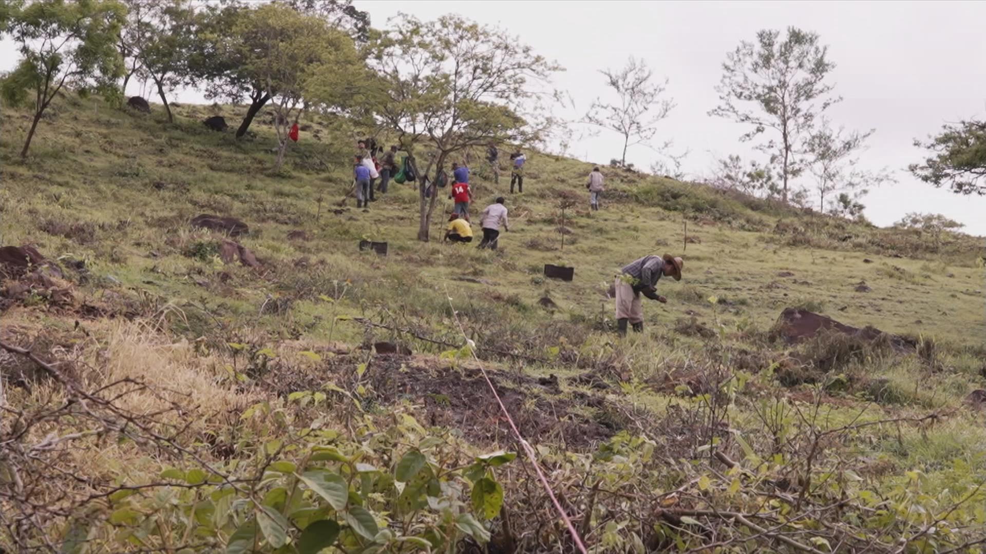 In Nicaragua werden Bäume für das Klima gepflanzt