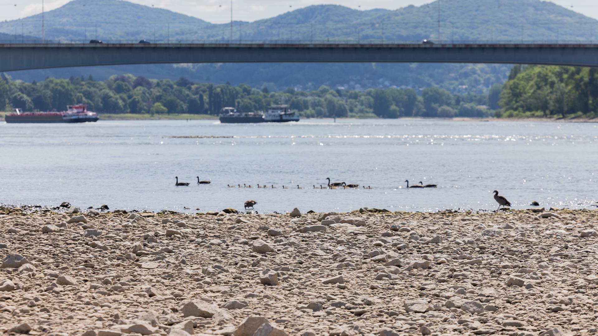 Nordrhein-Westfalen, Bonn: Kanadagänse und ihr Nachwuchs schwimmen bei Trockenheit und Niedrigwasser am Rhein bei Bonn vor einem Termin mit Bundesumweltminister Schneider (SPD). 