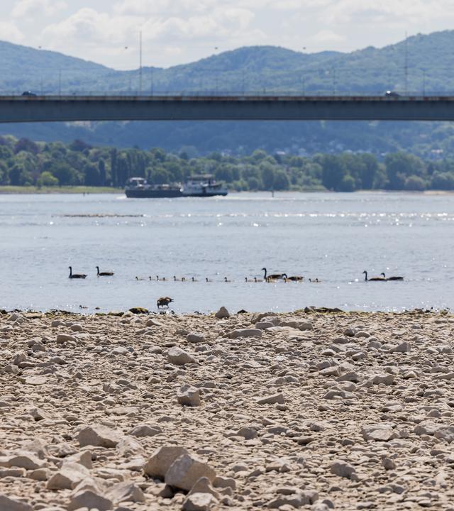 Nordrhein-Westfalen, Bonn: Kanadagänse und ihr Nachwuchs schwimmen bei Trockenheit und Niedrigwasser am Rhein bei Bonn vor einem Termin mit Bundesumweltminister Schneider (SPD). 