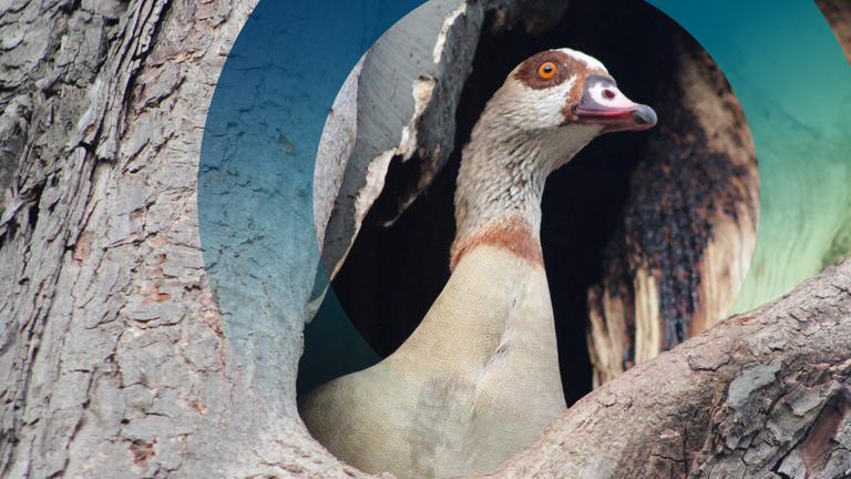 Nilgänse