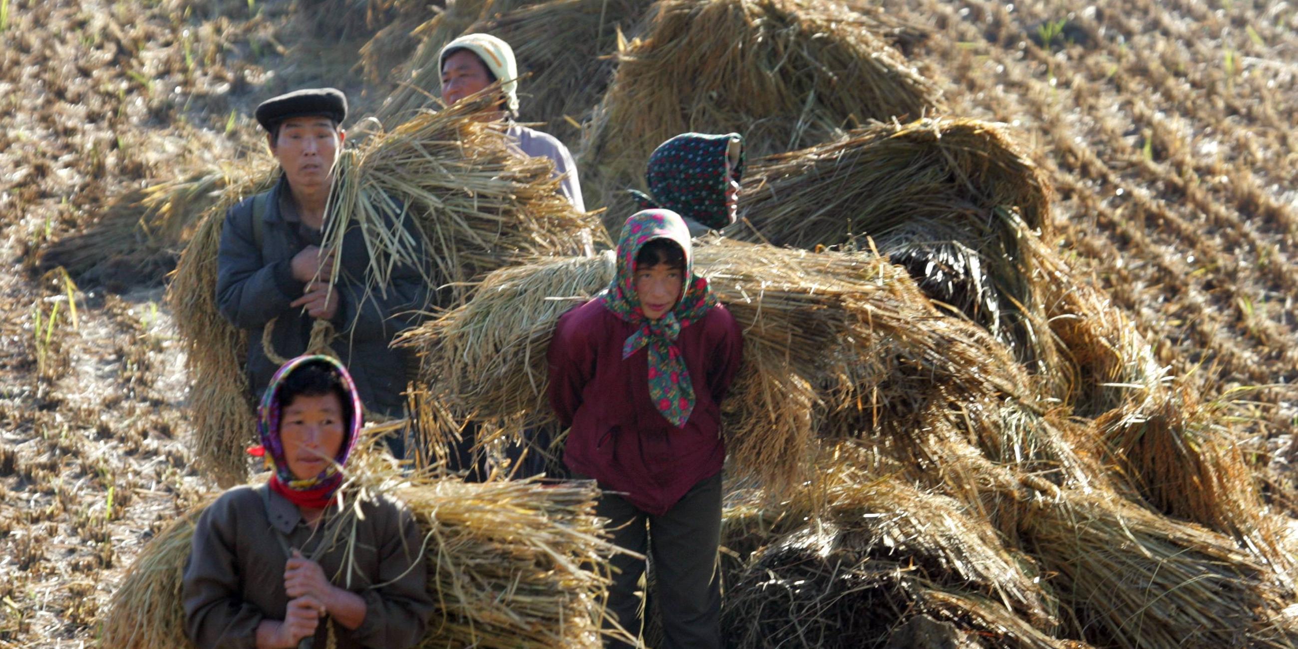 Erntearbeiter auf einem nordkoreanischen Reisfeld (Archivbild)